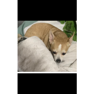 Lost Dog Fats - Chihuahua Tan