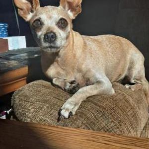 Lost Dog Pretty Girl