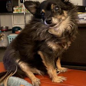 Lost Dog Donnie