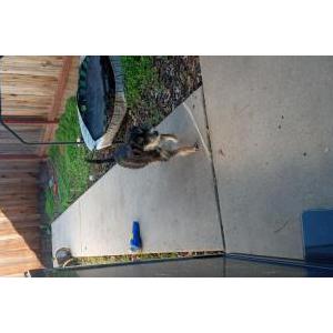 Image of Unknown, Found Dog