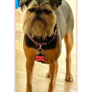 Image of Daisy, Lost Dog
