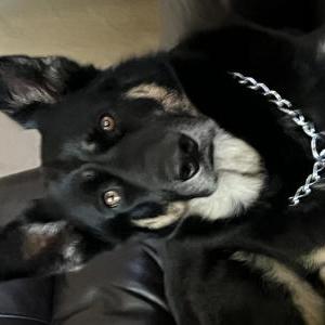 Lost Dog Sasha