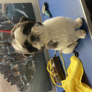 Lost Dog Oreo