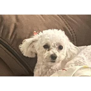 Lost Dog Suki