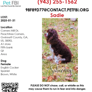 Image of Sadie, Lost Dog