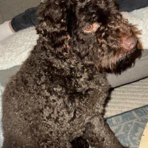 Image of Dolce, Lost Dog