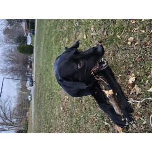 Lost Dog Boss
