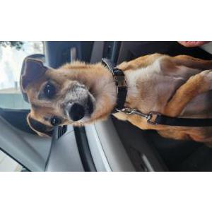 Found Dog Unknown