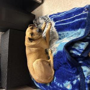 Image of Sandy, Found Dog