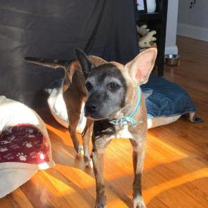 Image of Ziggy, Lost Dog