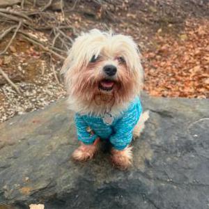 Lost Dog Nor?
