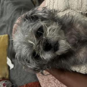 Lost Dog Chance