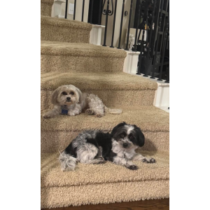 Lost Dog Nuggy
