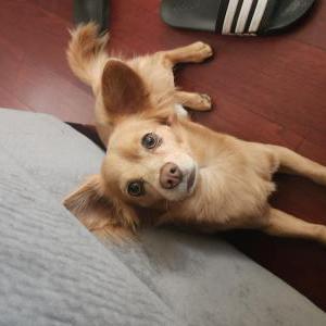 Lost Dog Dingo