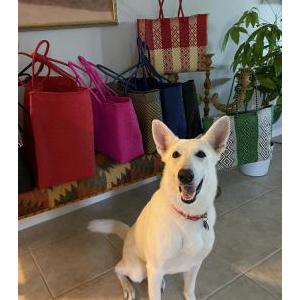 Image of Paloma, Lost Dog
