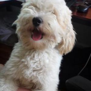 Lost Dog Baxter