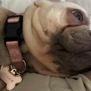 Lost Dog BELLA