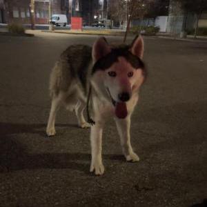 Found Dog unknown