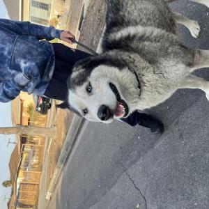 Found Dog Unknown