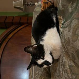 Image of Oreo, Lost Cat