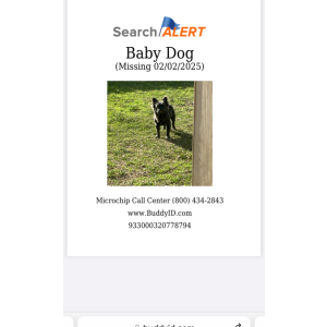 Lost Dog Baby dog