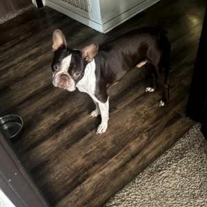 Lost Dog Rocky
