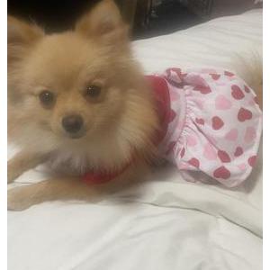Image of Princesa, Lost Dog