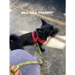 Lost Dog KODAK BLACK