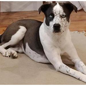 Lost Dog Blue