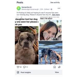 Lost Dog Amiri