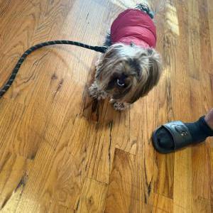 Lost Dog Tiny