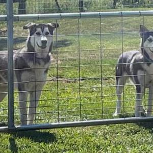 Image of Koda, Lost Dog