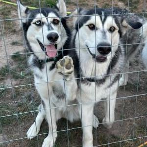 Image of Kai, Lost Dog