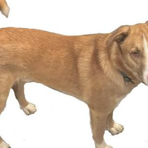 Lost Dog Tanto