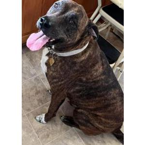 Lost Dog Crash