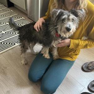 Found Dog Unknown