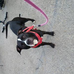 Image of Oreo, Lost Dog