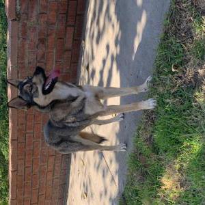 Found Dog unknown