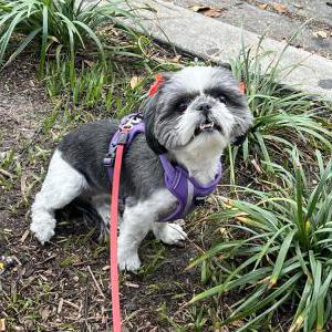 Lost Dog Lucy