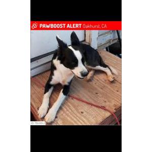 Image of Buddy, Lost Dog