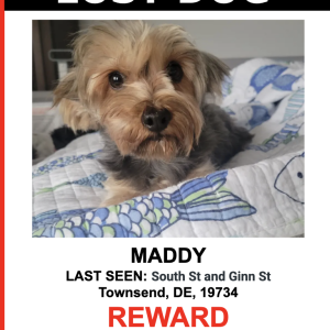 Image of Maddy, Lost Dog