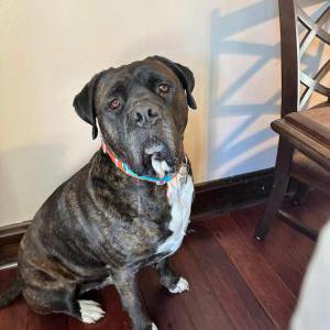 Lost Dog Diezel