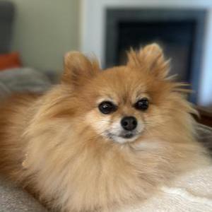 Lost Dog Kona