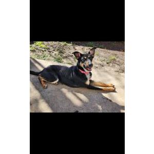 Image of Unknown, Found Dog