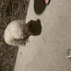Found Dog Unknown