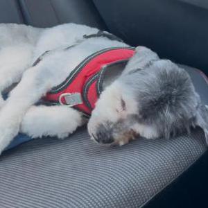 Lost Dog Panda