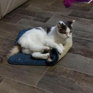 Image of Venice, Lost Cat