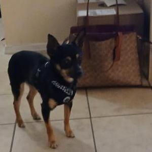 Lost Dog Franklin