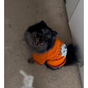 Lost Dog Chanel