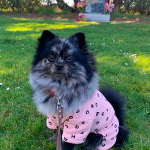 Lost Dog Chanel